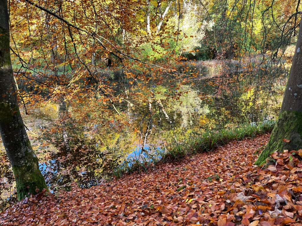Trees and Stream, Wallington, Northumberland
